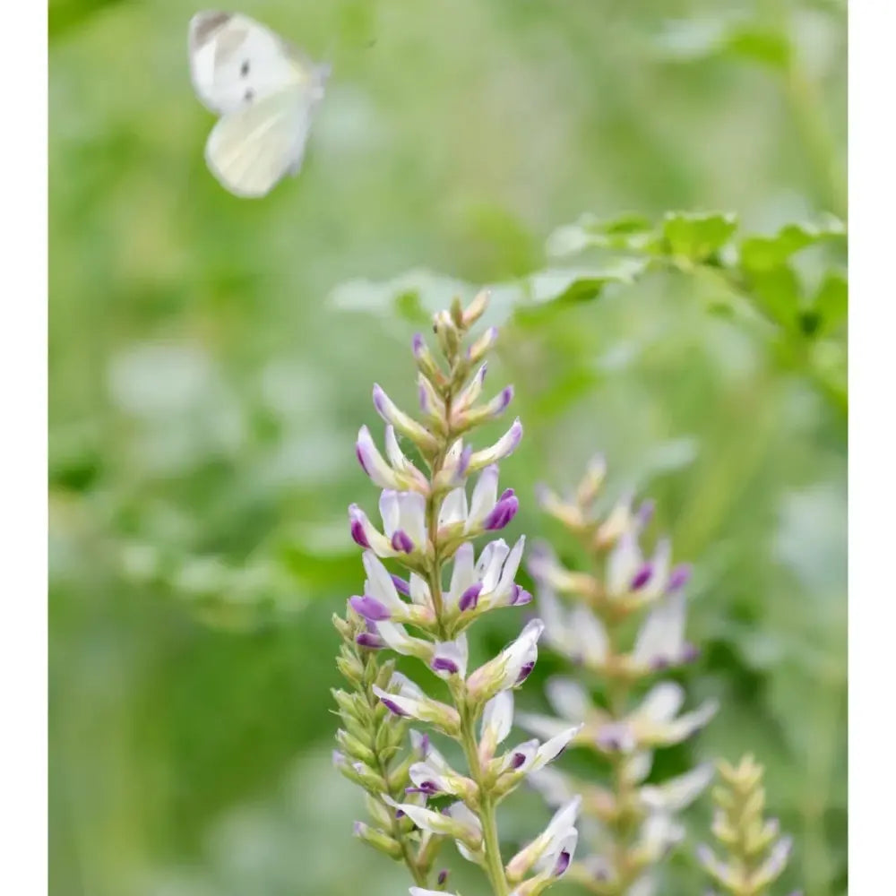 Licorice Seeds