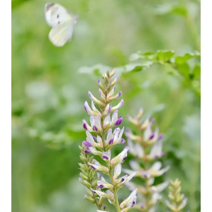 Licorice Seeds