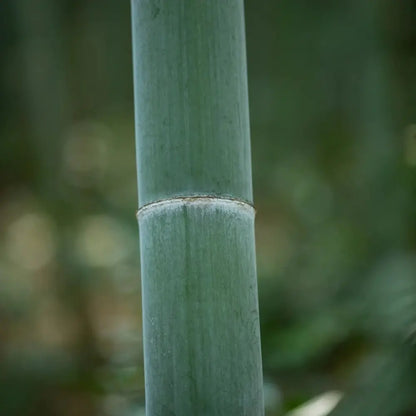 Moso Bamboo Seeds