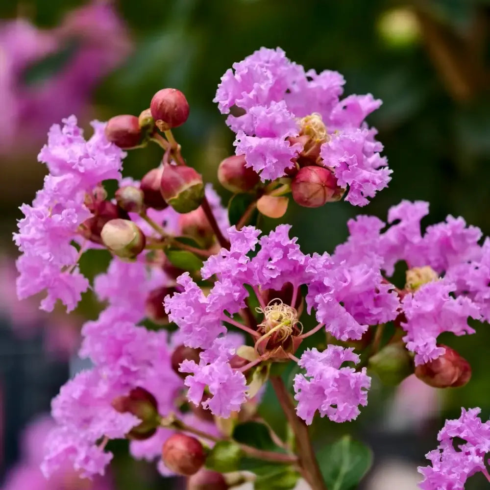 Emerald Crape Myrtle Seeds