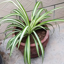 Variegated Spider Plant Seeds