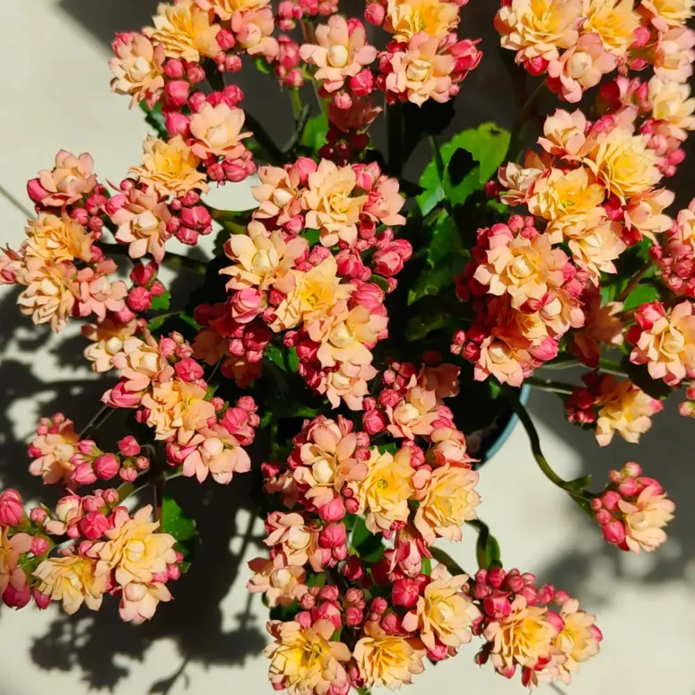 Sweet Apricot Kalanchoe Seeds