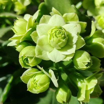 Green Paris Kalanchoe Seeds