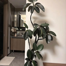 Rubber Plant Seeds