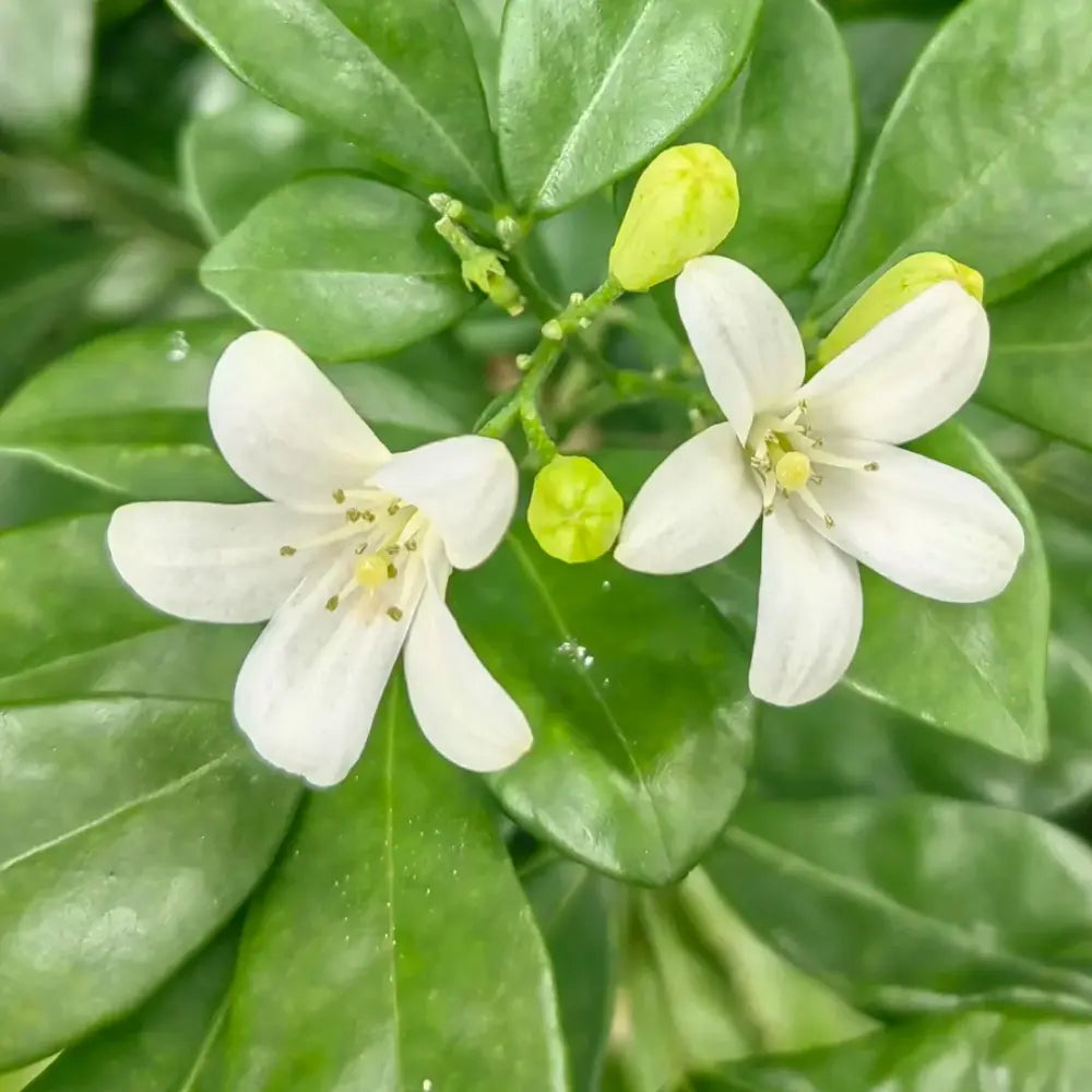 Orange Jasmine Seeds
