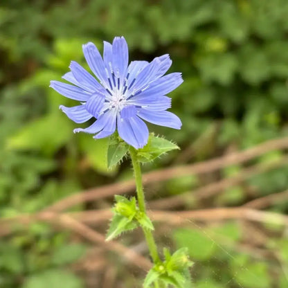 Chicory Seeds