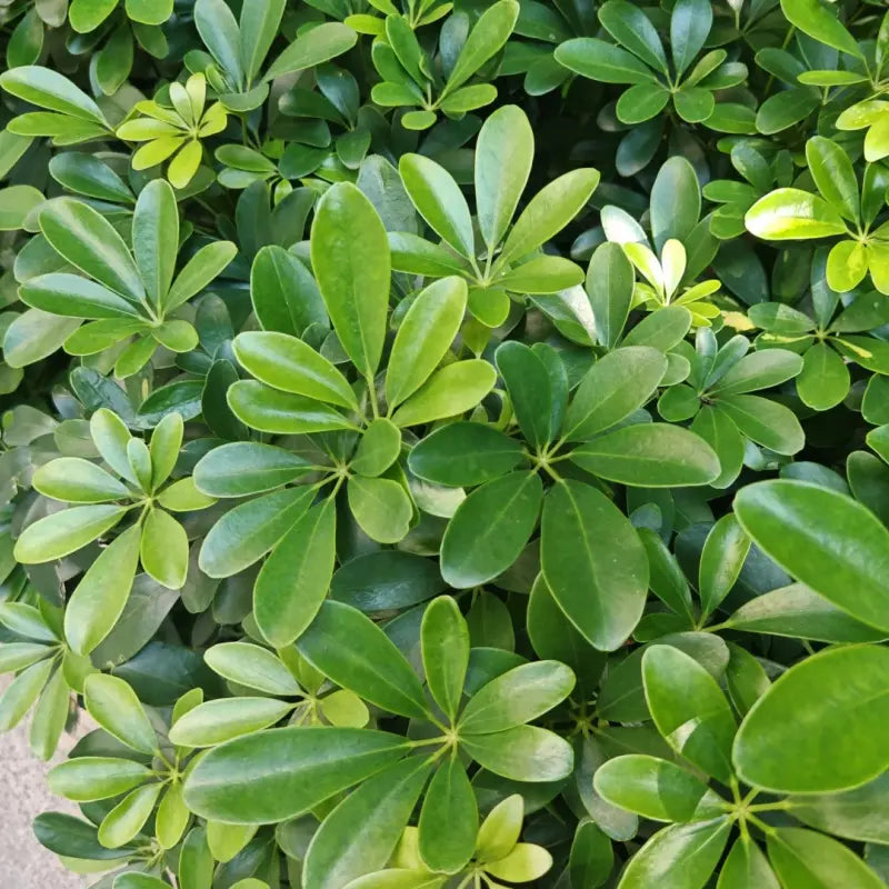 Schefflera Seeds