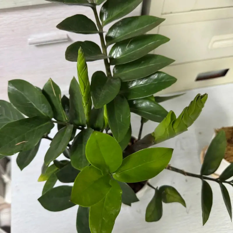 ZZ Plant Seeds