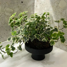 Variegated English Ivy Seeds