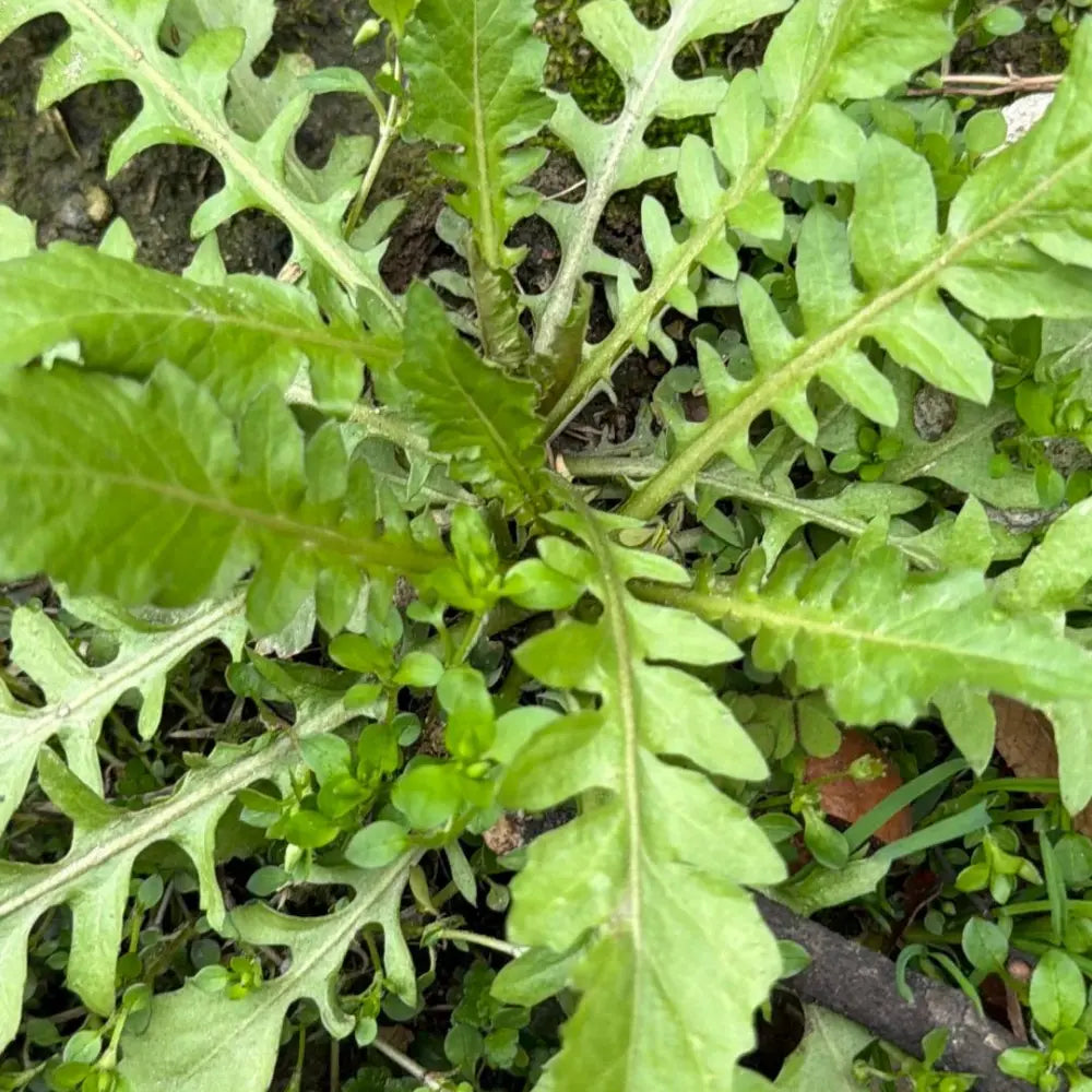 Shepherd’s Purse Seeds (Large Leaf)