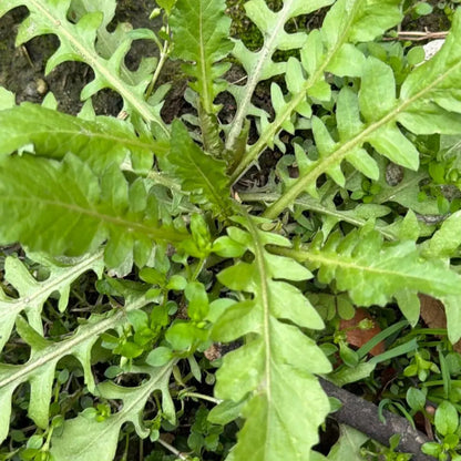 Shepherd’s Purse Seeds (Large Leaf)