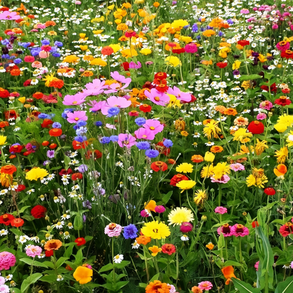 Wildflower Seeds - Cold Resistant Dwarf Plant Mix Includes Verbascum Blattaria L., Aubrieta, Dianthus,etc