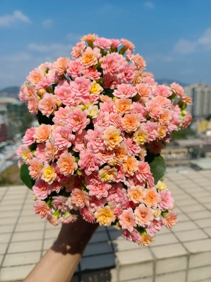 Fruit Candy Kalanchoe Seeds