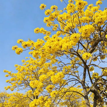 Yellow Trumpet Tree Seeds
