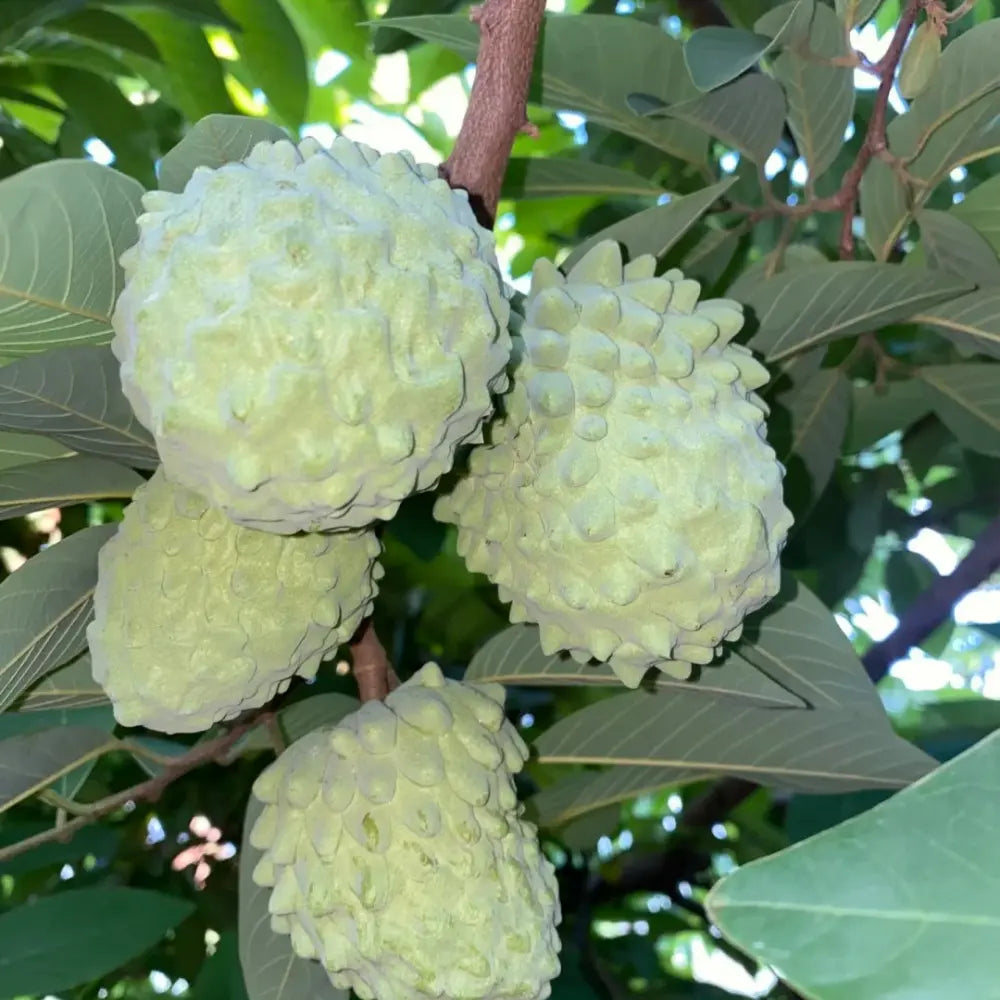 Sugar Apple Seeds