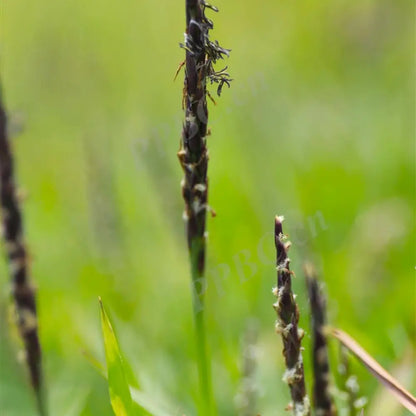 Japanese Zoysia Grass Seeds