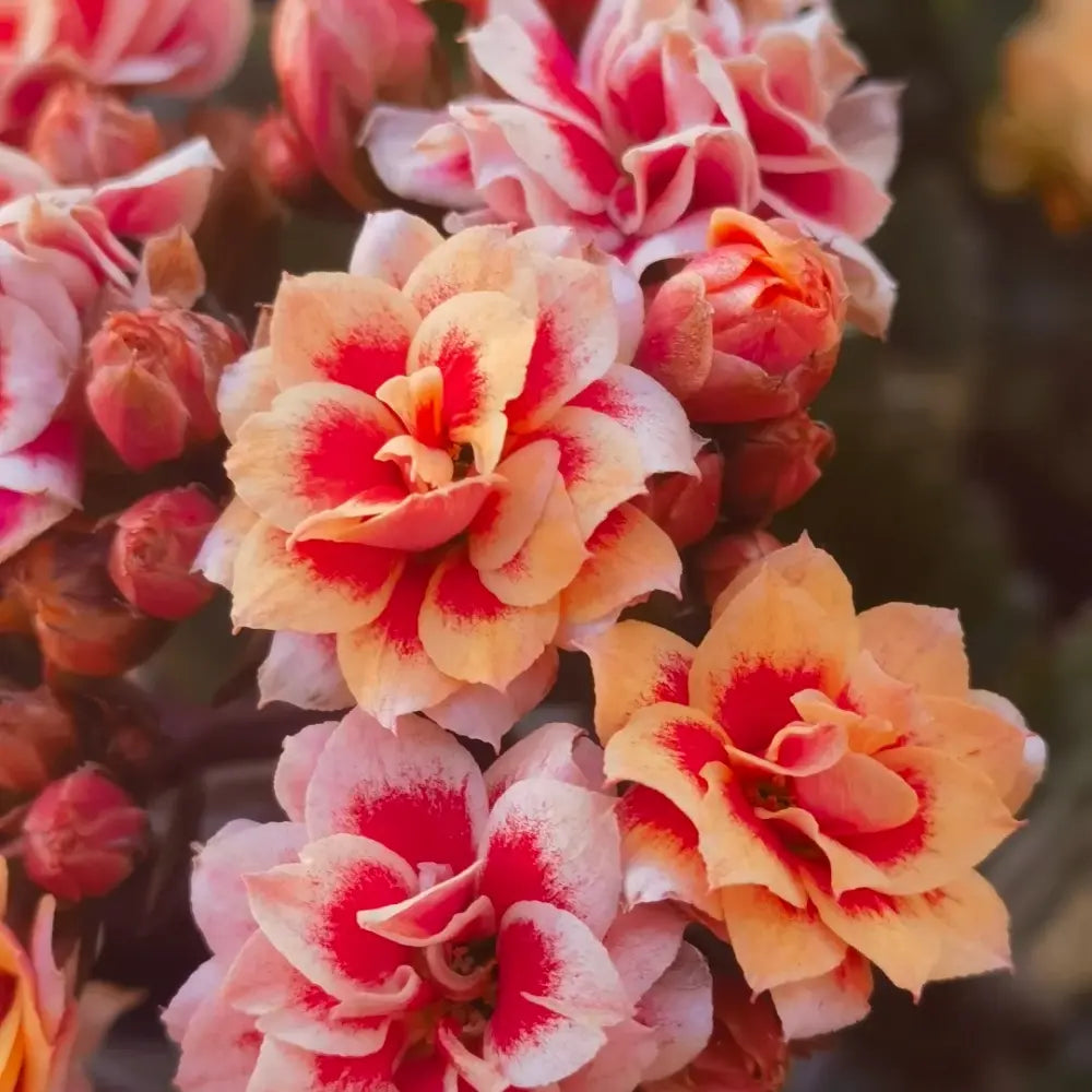 Fruit Pulp Kalanchoe Seeds