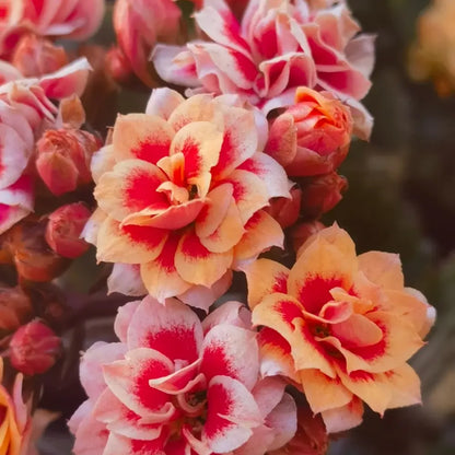 Fruit Pulp Kalanchoe Seeds
