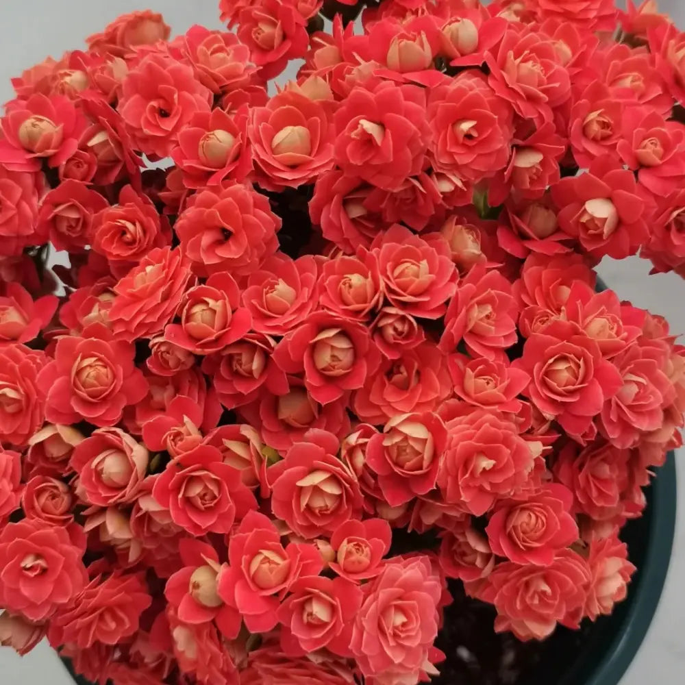 Flower Creek Kalanchoe Seeds