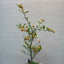 Kumquat Seeds