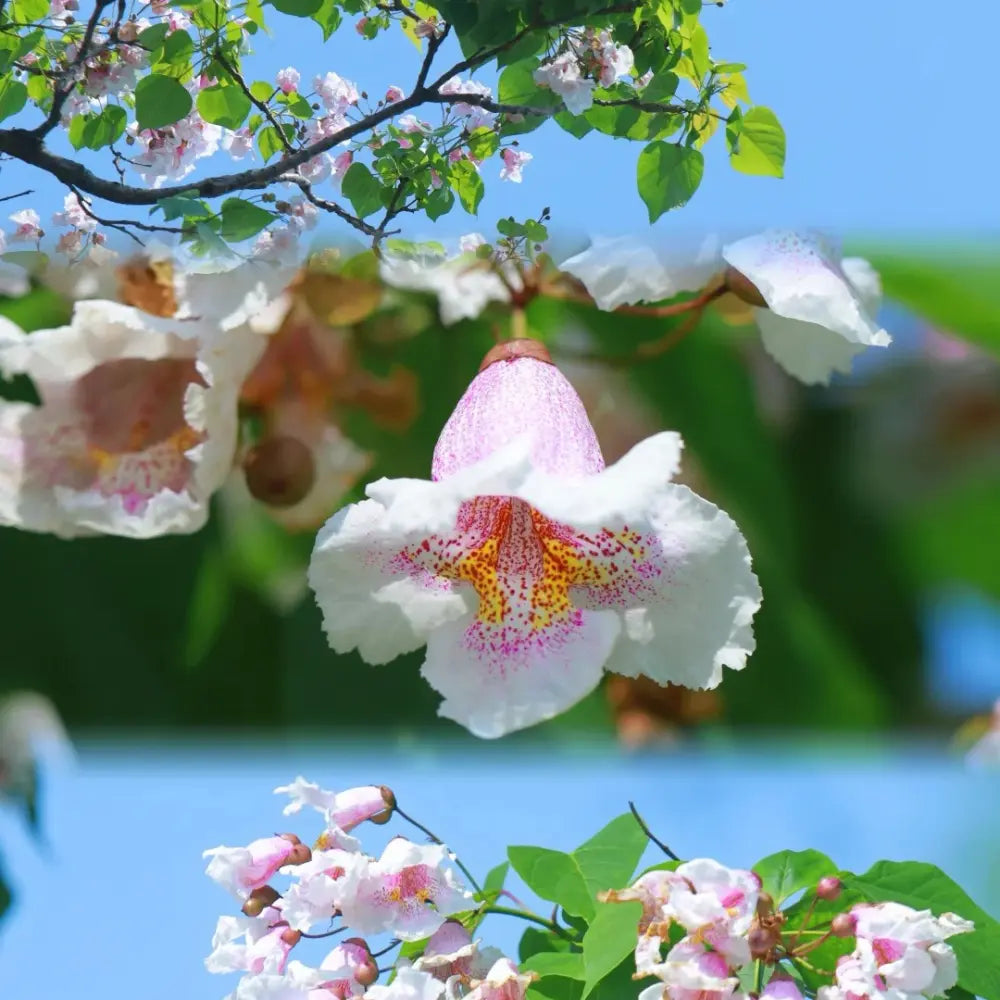 Chinese Catalpa Seeds