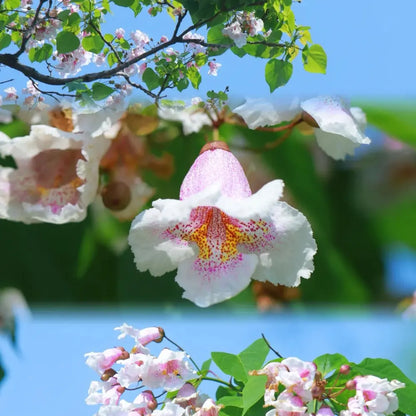 Chinese Catalpa Seeds