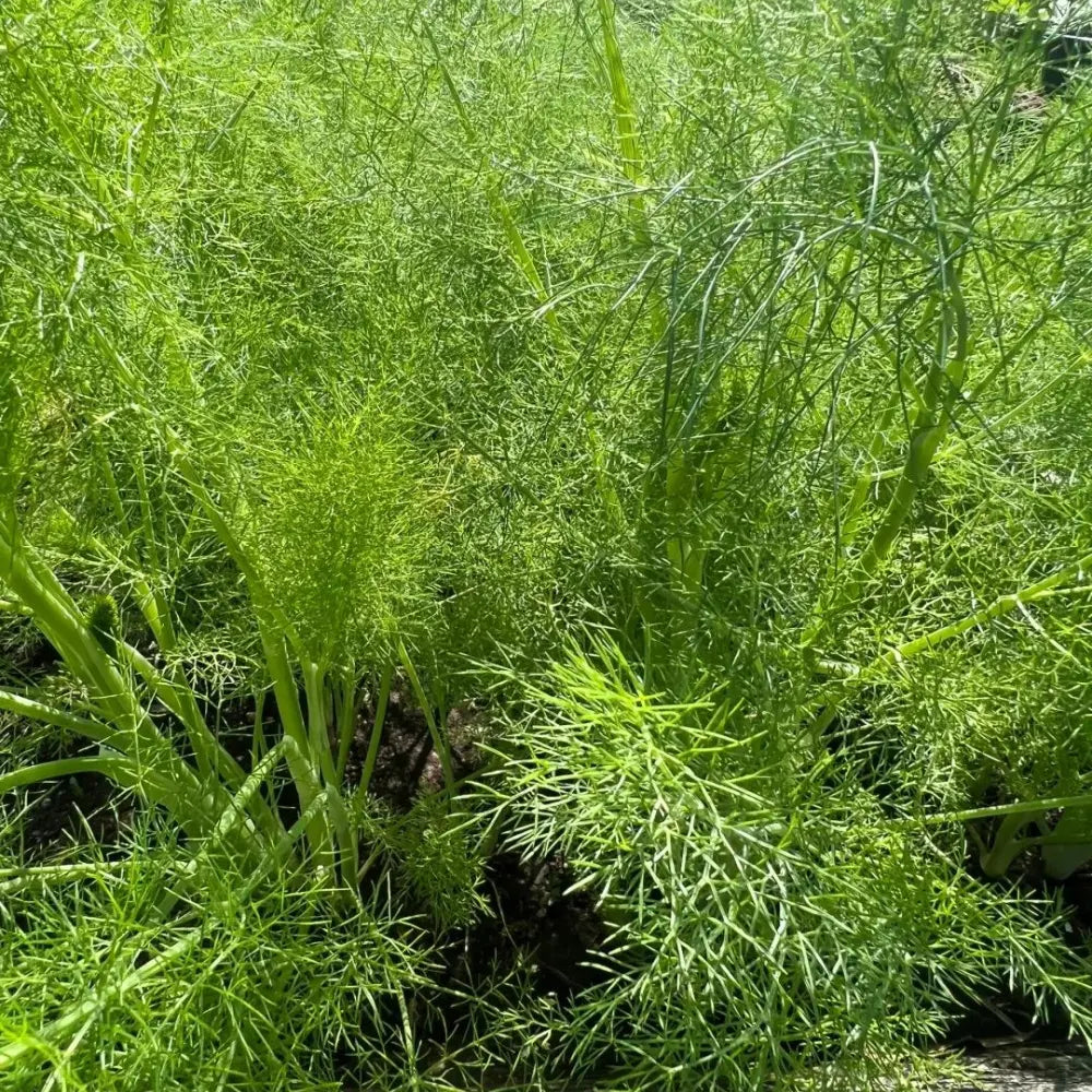 Cut-and-Come-Again Fennel Seeds