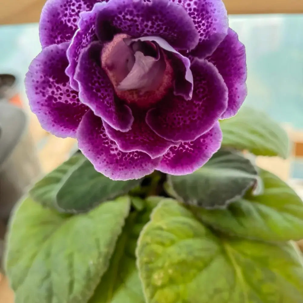 Mystic Purple Heart Double Gloxinia Seeds