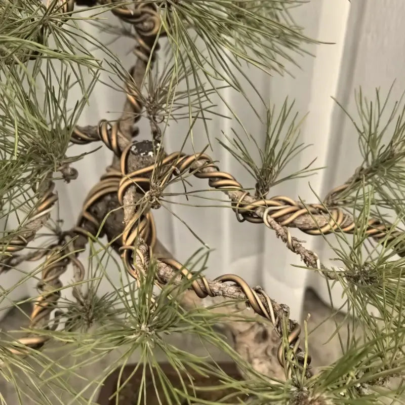 Japanese Black Pine Seeds