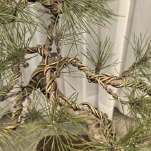 Japanese Black Pine Seeds