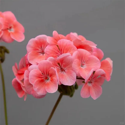 Pelargonium Horizon Scarlet Seeds