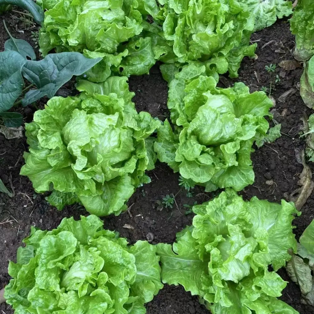 Head Lettuce Seeds (Iceberg Type)