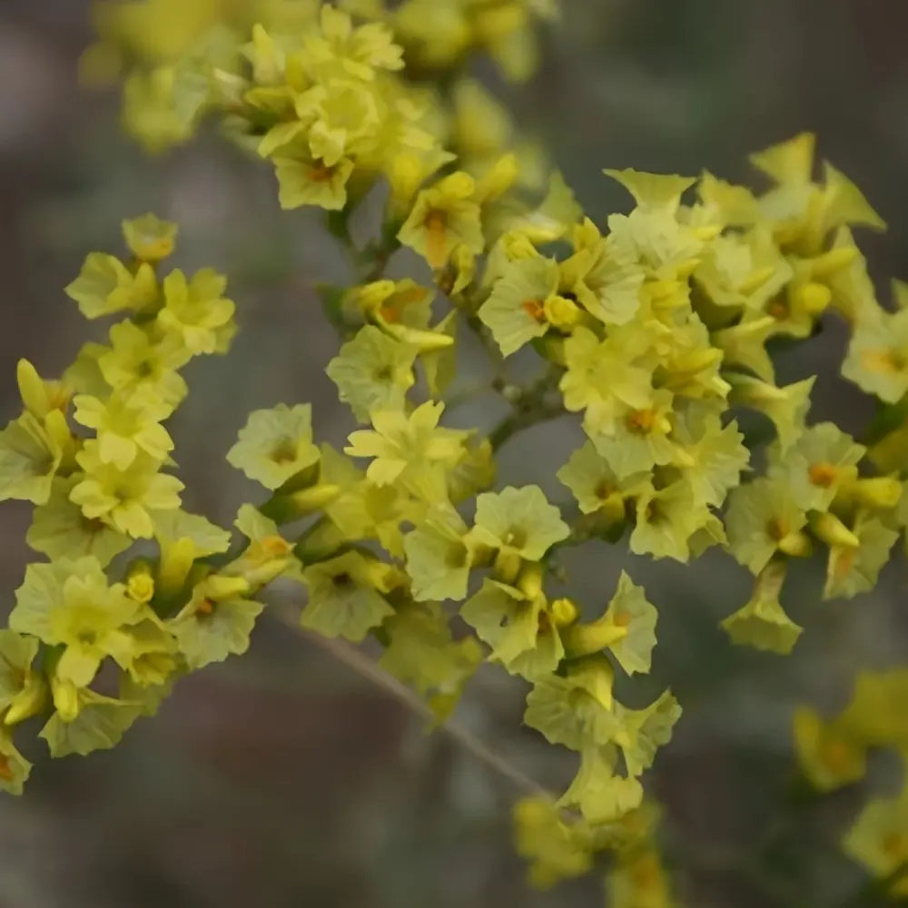 Yellow Statice Seeds