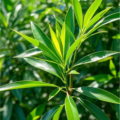 Nagi Tree Seeds