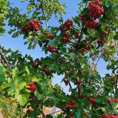 Chinese Hawthorn Seeds