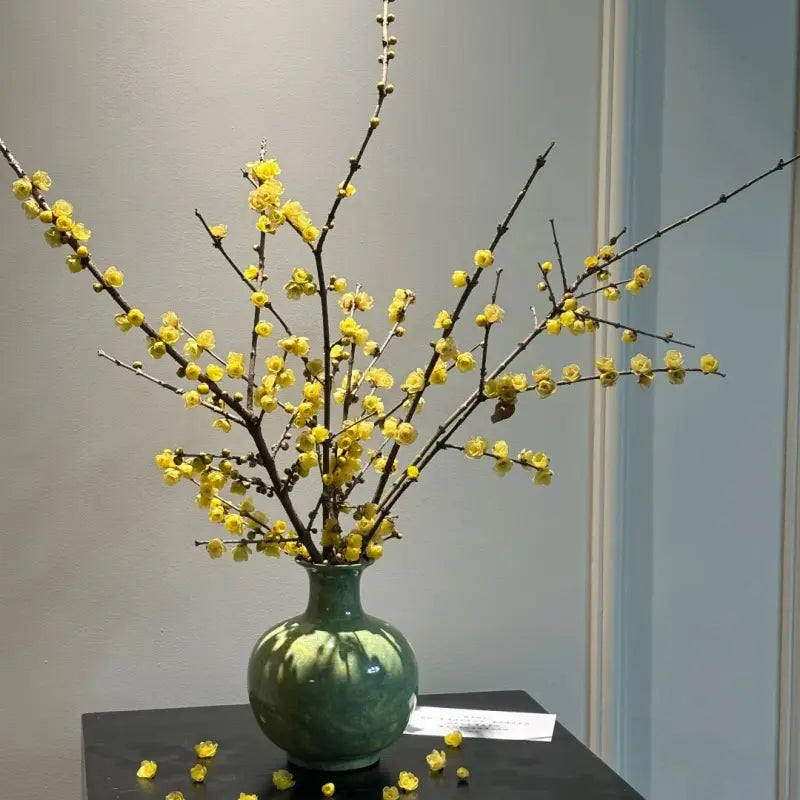 Wintersweet Seeds