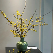 Wintersweet Seeds