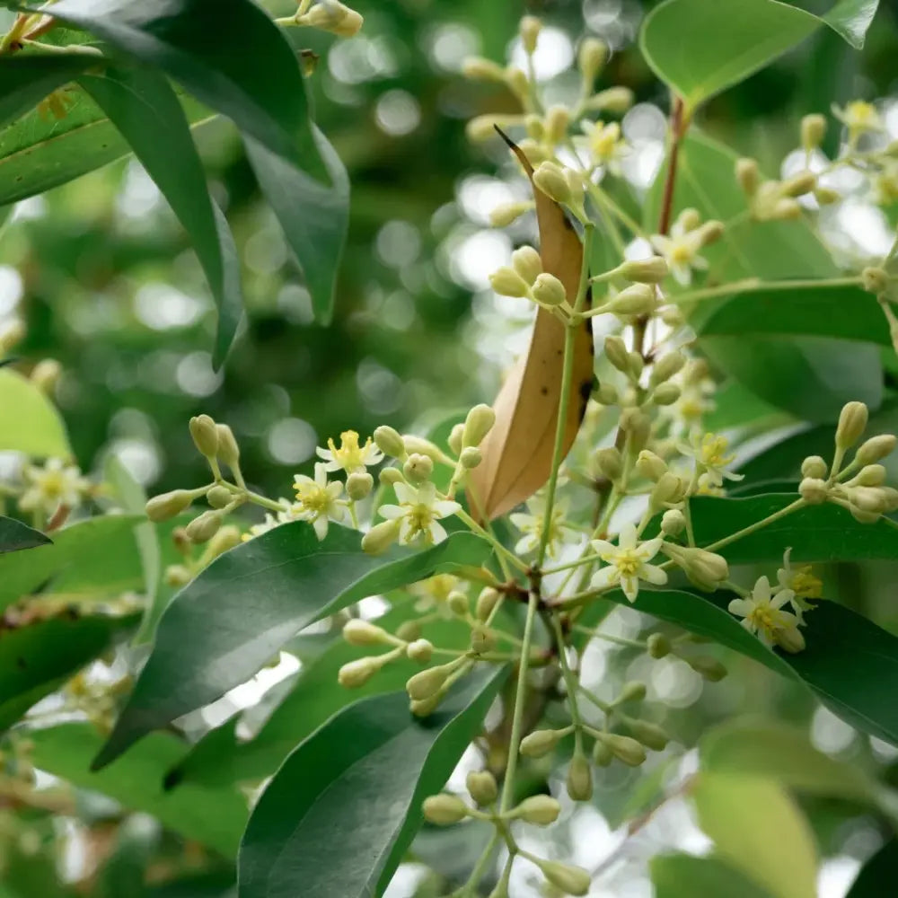 Japanese Cinnamon Seeds