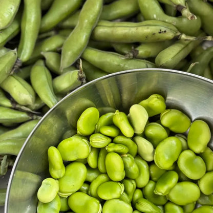 Fava Bean Seeds