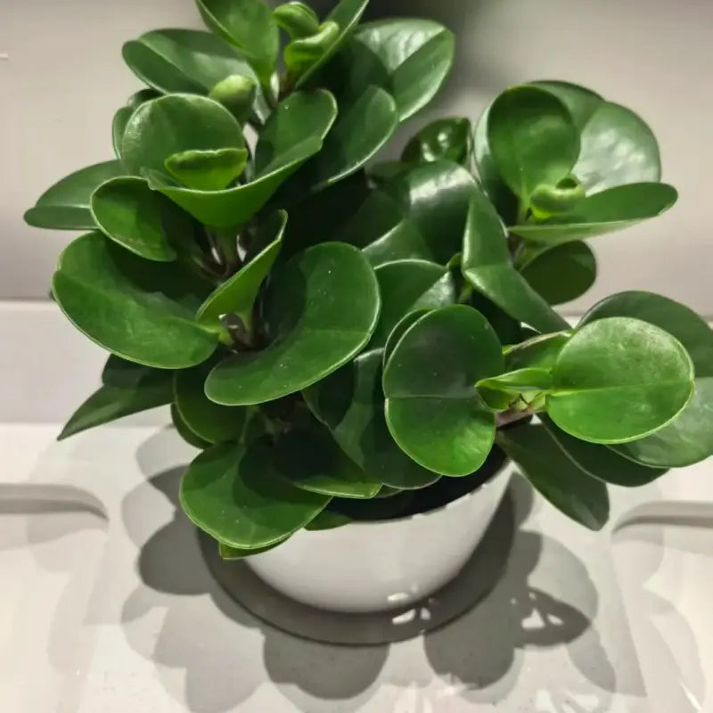 Peperomia Seeds