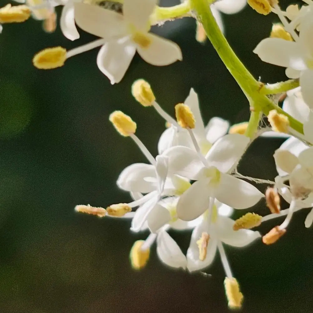 Japanese Tree Lilac Seeds