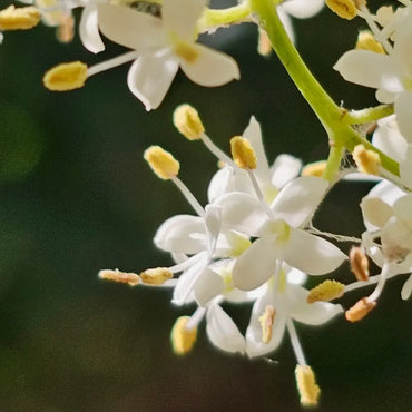 Japanese Tree Lilac Seeds