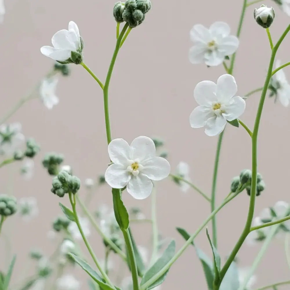 White Veronica Seeds