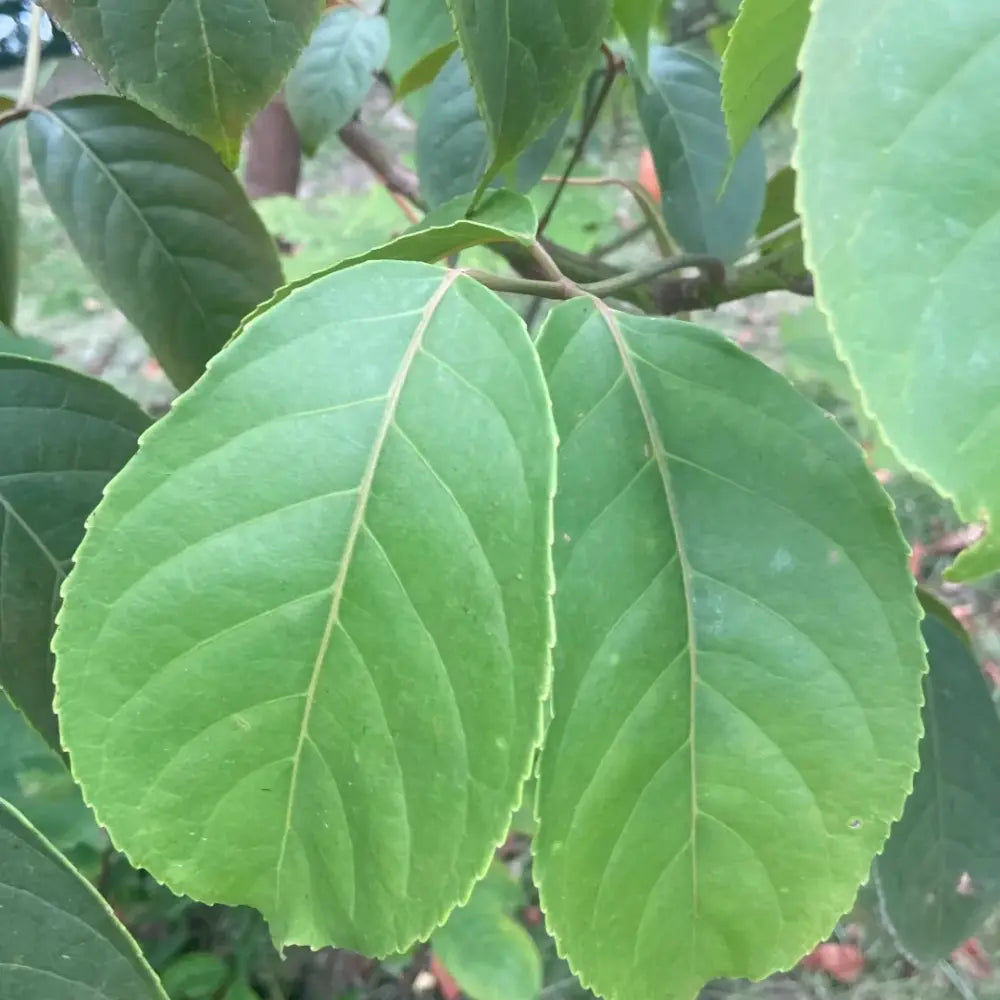 Hardy Rubber Tree Seeds
