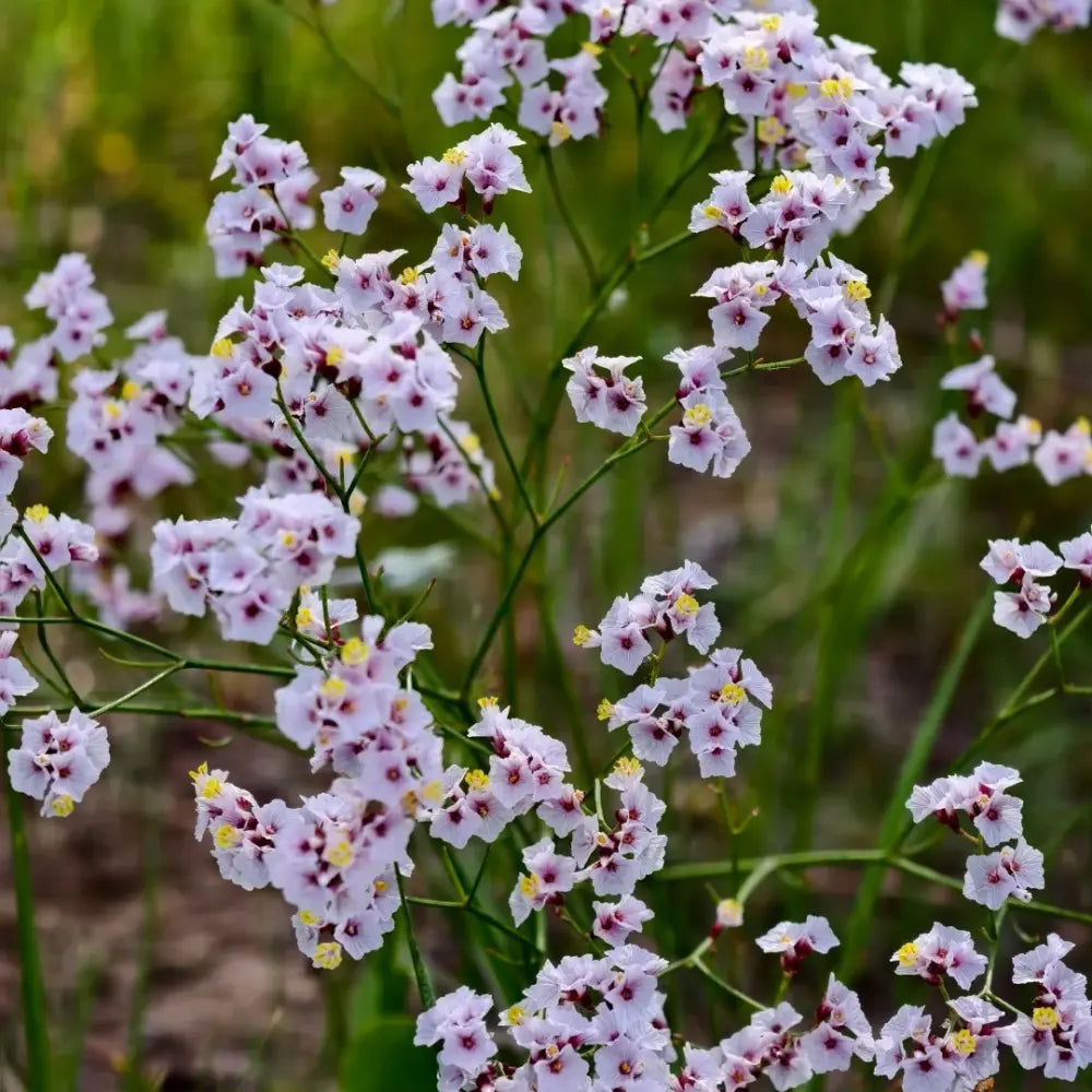 Pink Statice Seeds