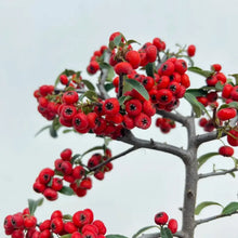 Firethorn Seeds