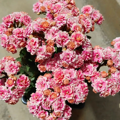 Princess Anna Kalanchoe Seeds