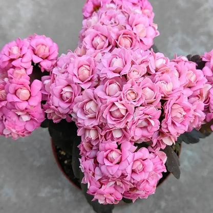Lilian Kalanchoe Seeds