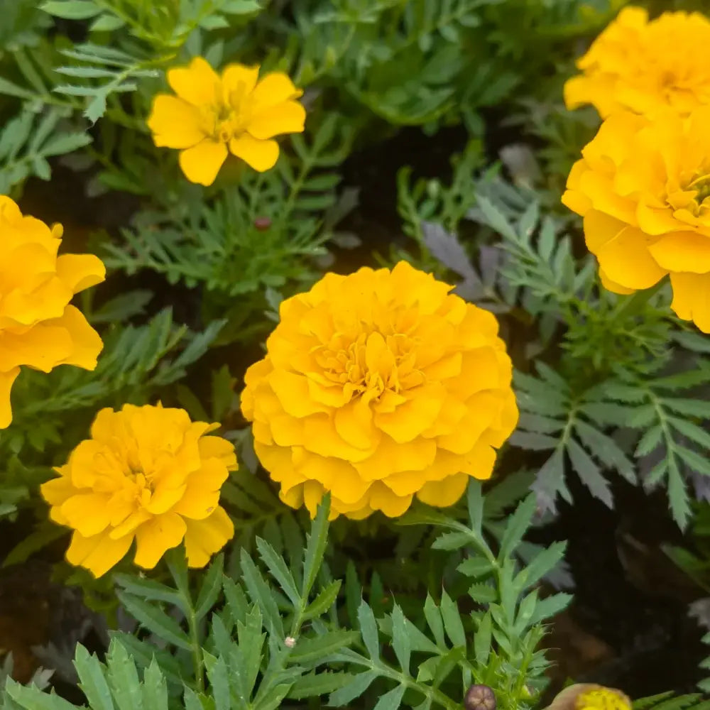 Double Yellow French Marigold Seeds