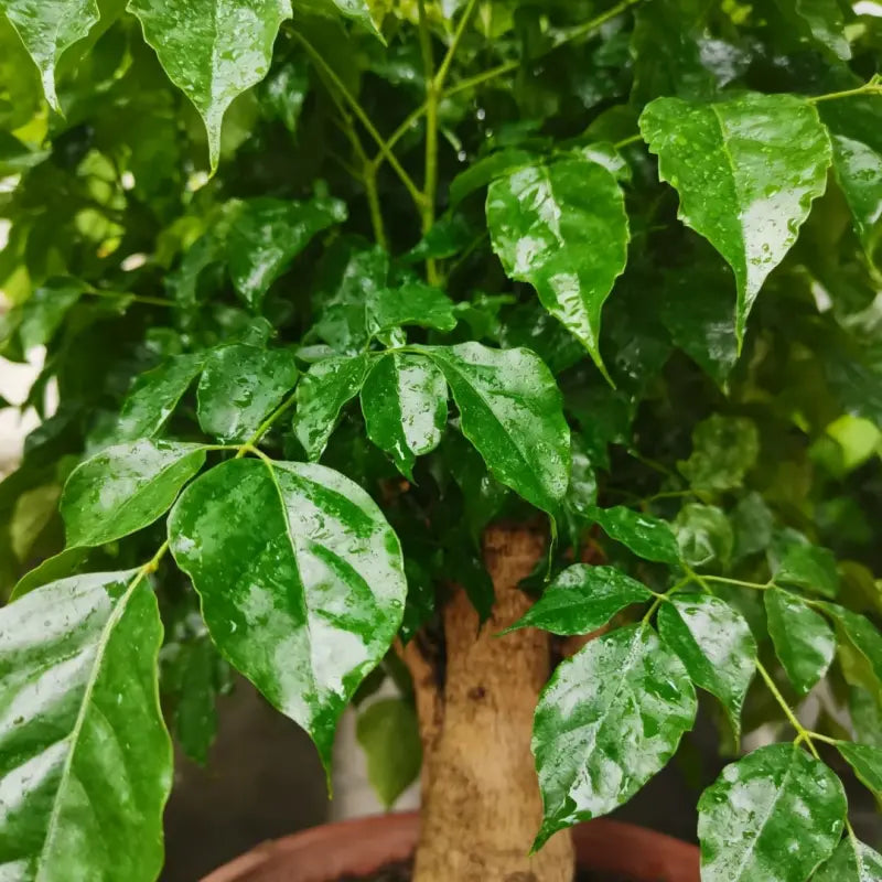 China Doll Plant Seeds